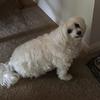 mysunshinethemaltipoo