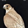 naseralnaser465