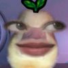 evchyq