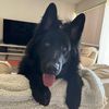 sainty_thegsd