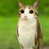 meowl_mylife456