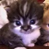kiannddacuba