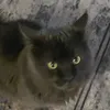 amogus123247643893