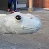 paidgull