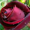 khan.693377afridi