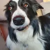 fozzibearjr