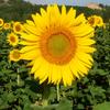 girasol10839