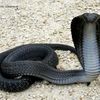 darckcobra.123