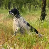 SETTER DELLA MARCHESA