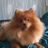 lorikyarko