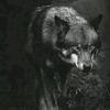 wolf.wolf044