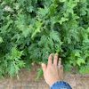 farah.albar