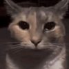 kevin_doomcat