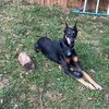 rocky_the_dobe