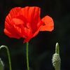 coquelicot.bleu3