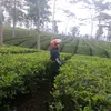 dedennn273
