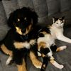 hudson_and_cornelius