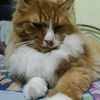mihasynish
