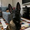 arma_malinois