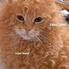 taomero