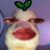 pitaa_sariiiii