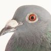 gacha_pigeon