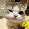 yeshya_rex