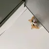 1nuachiecbanh