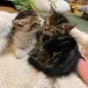 sukesan.kakusan_