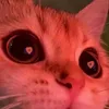 meowwww299