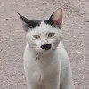 oktaviamanequin