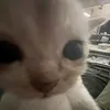 onion3_1