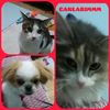aysegul.bng.crk.81