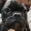 isisthefrenchbulldog