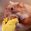 taco_rat