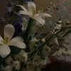 0lavender_0