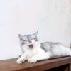 _oreocips