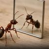 bugslife808
