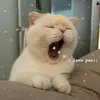 chicothelavii