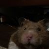 hammythehamster98