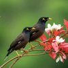 অচেনা পাখি