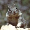 immasquirrel