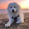 likothesamoyed