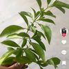 phyly597