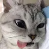 nghch.long