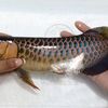 Hui Jin Arowana
