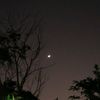 far_shy_leaf.vf