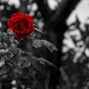 matheusrosa581