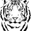 tigerr_mt