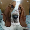 castielthebasset